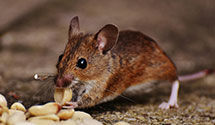 24 Hour & Emergency Exterminators in Mount Hood Parkdale, OR
